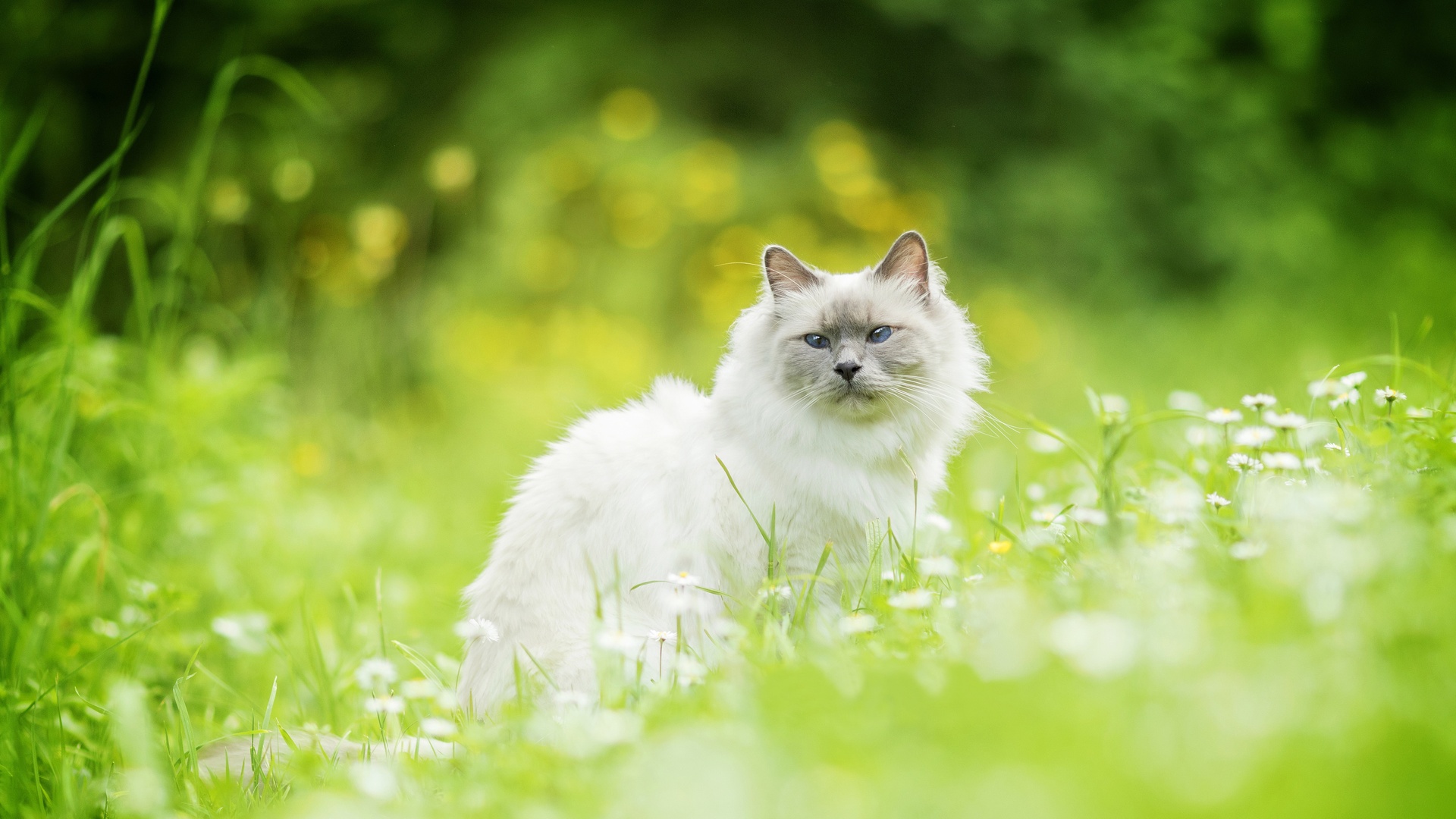 猫草散景白猫4k壁纸壁纸