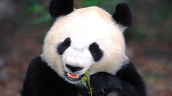 查看大图