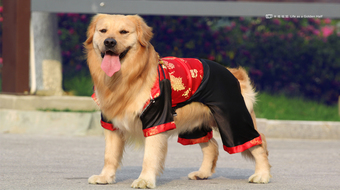查看大图