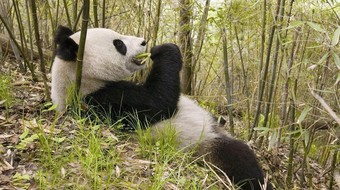 查看大图