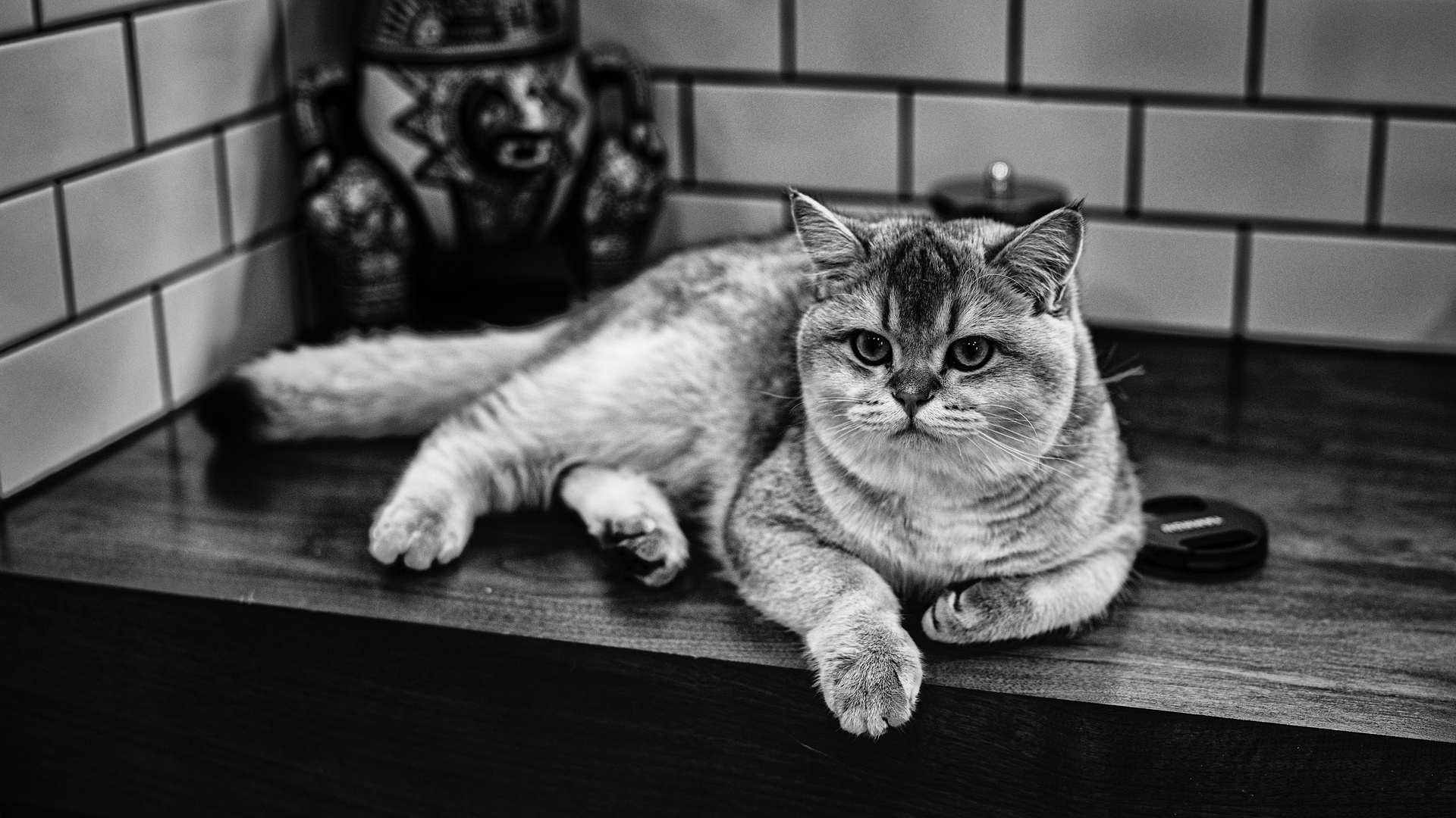 猫壁纸> 猫壁纸【580】动物壁纸>  下载高清原图  安装元气桌面,海量