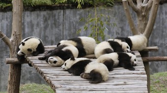 查看大图