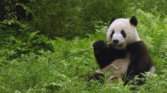 查看大图