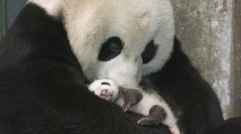 查看大图
