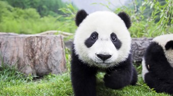 查看大图