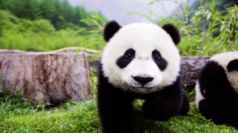 查看大图