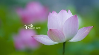 查看大图