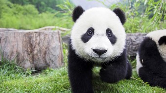 查看大图