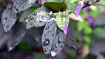 查看大图