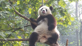 查看大图