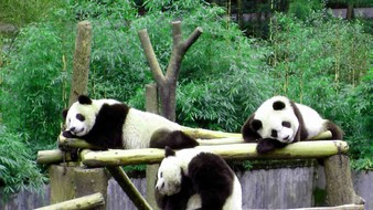 查看大图