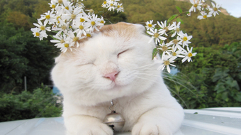 查看大图