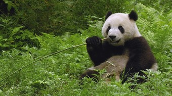查看大图