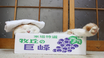 查看大图