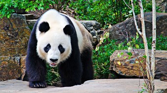 查看大图