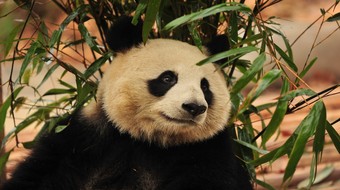 查看大图