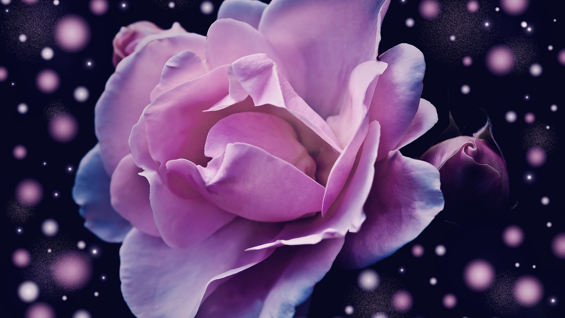 缤纷多彩 粉红色玫瑰花 幻想 梦幻 4k壁纸壁纸