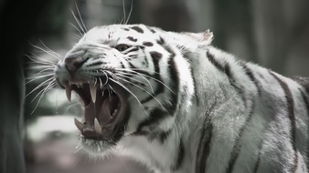 查看大图