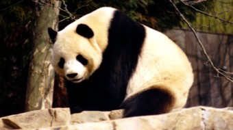 查看大图