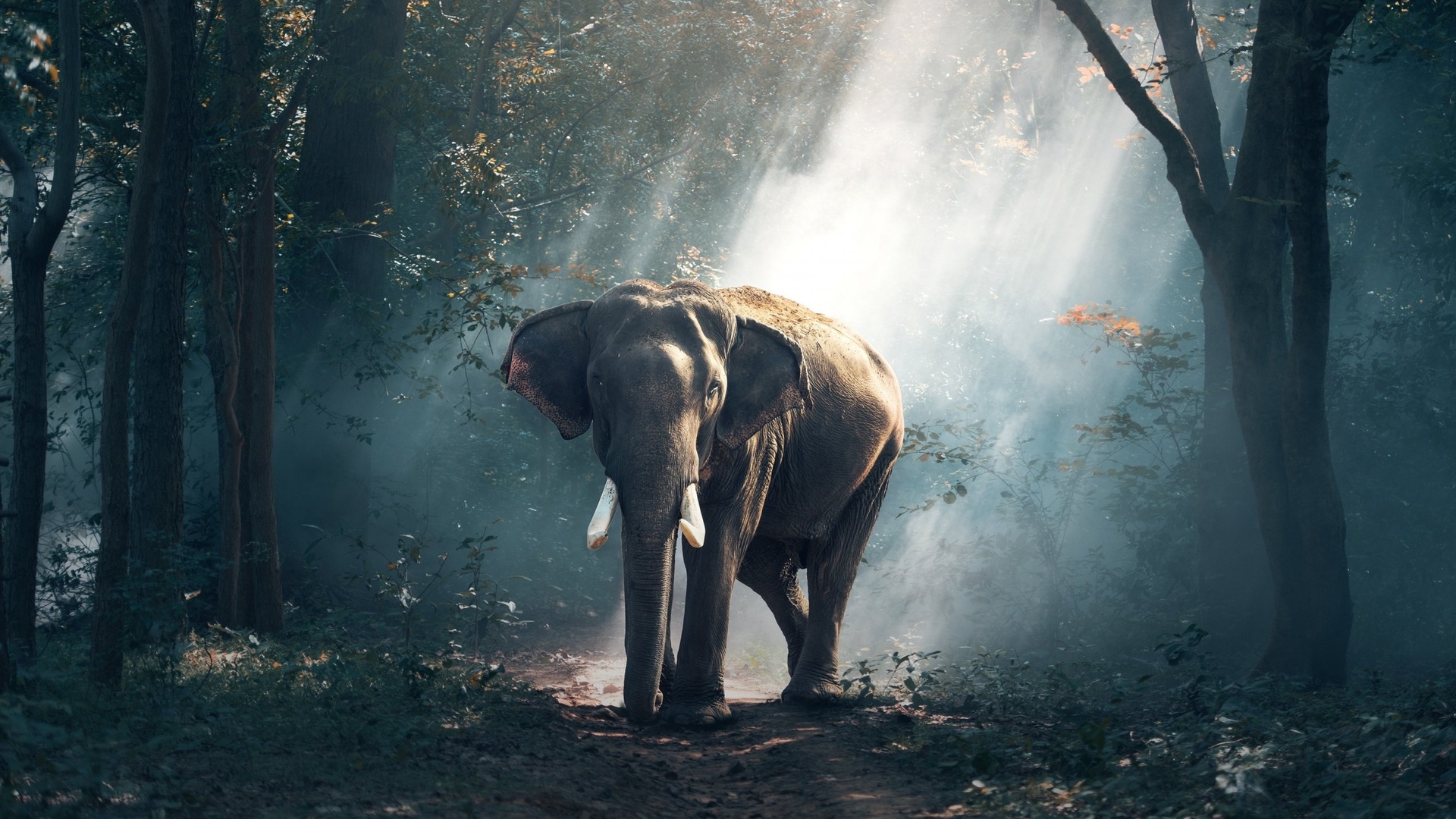 大象野生动物大象森林萌宠动物壁纸