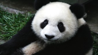 查看大图