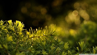 查看大图