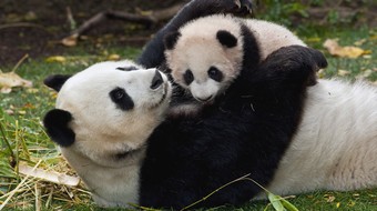 查看大图