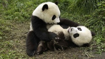 查看大图