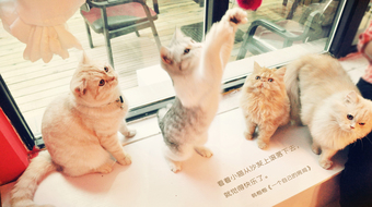 查看大图