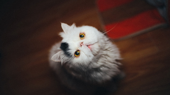 查看大图