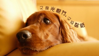 查看大图