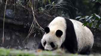 查看大图