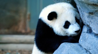 查看大图