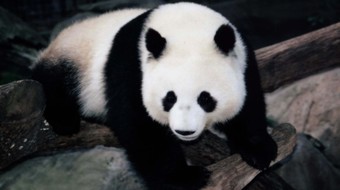 查看大图