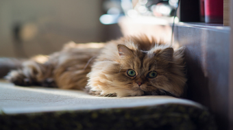 查看大图