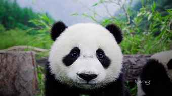 查看大图
