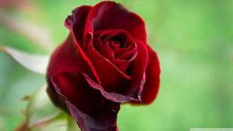 查看大图