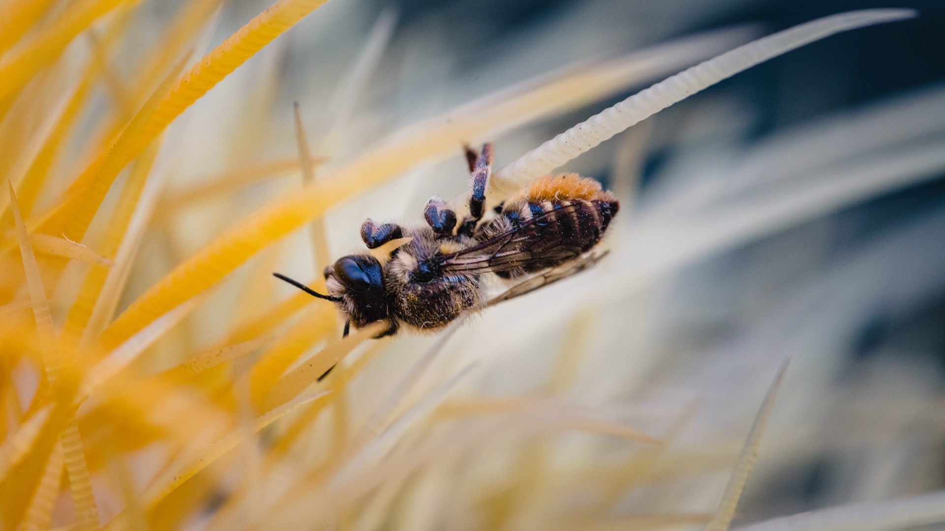 采蜜的蜜蜂—动物图片—美图美秀
