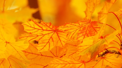 缤纷多彩秋天背景颜色叶子枫叶自然4k