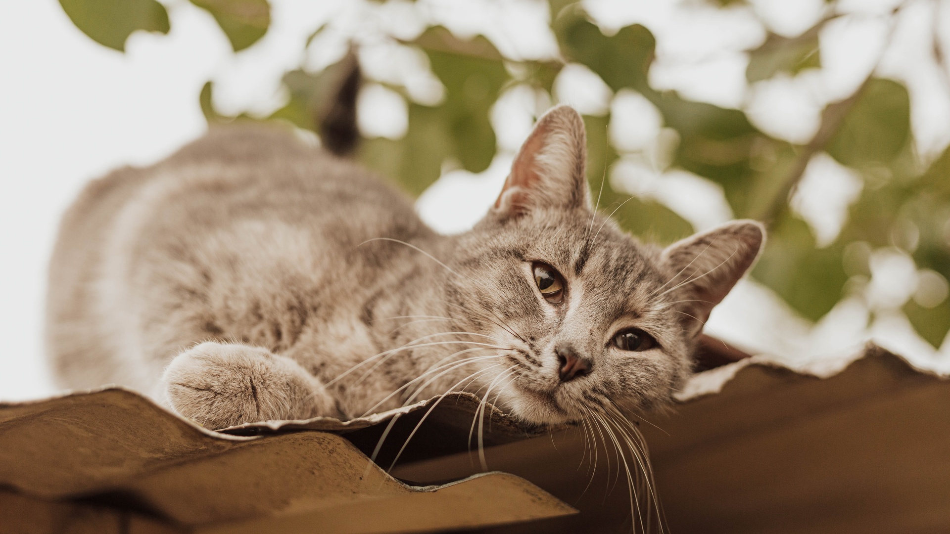 猫壁纸 130 猫壁纸图片 桌面壁纸图片 壁纸下载 元气壁纸
