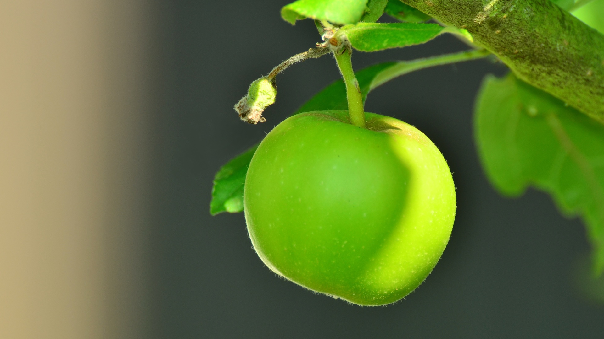 美食青苹果苹果树壁纸美食壁纸图片 桌面壁纸图片 壁纸下载 元气壁纸