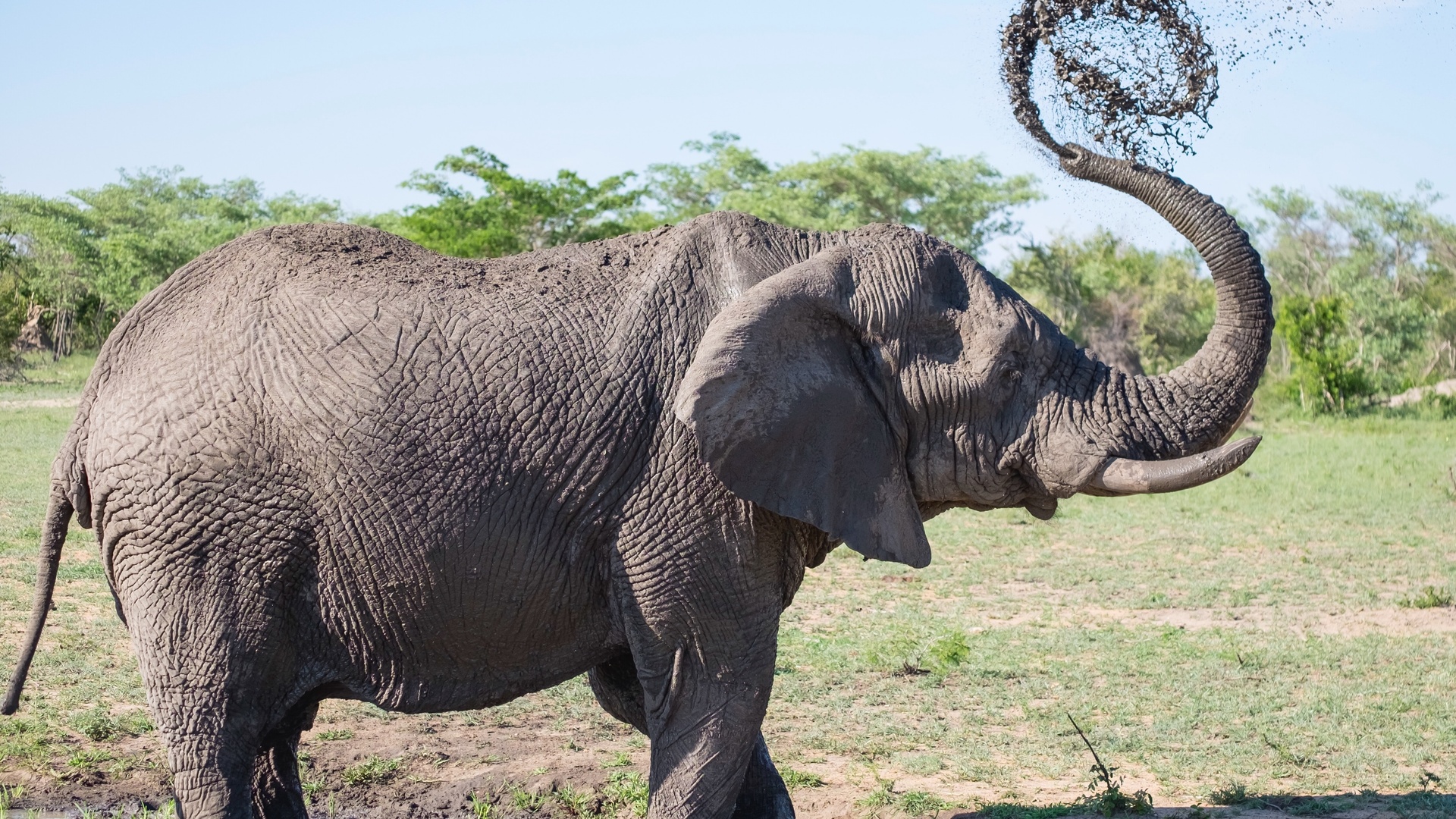 阿多大象国家公园中的非洲象，南非 (© Robert Harding/Alamy) | 必应每日高清壁纸 - 精彩,从这里开始