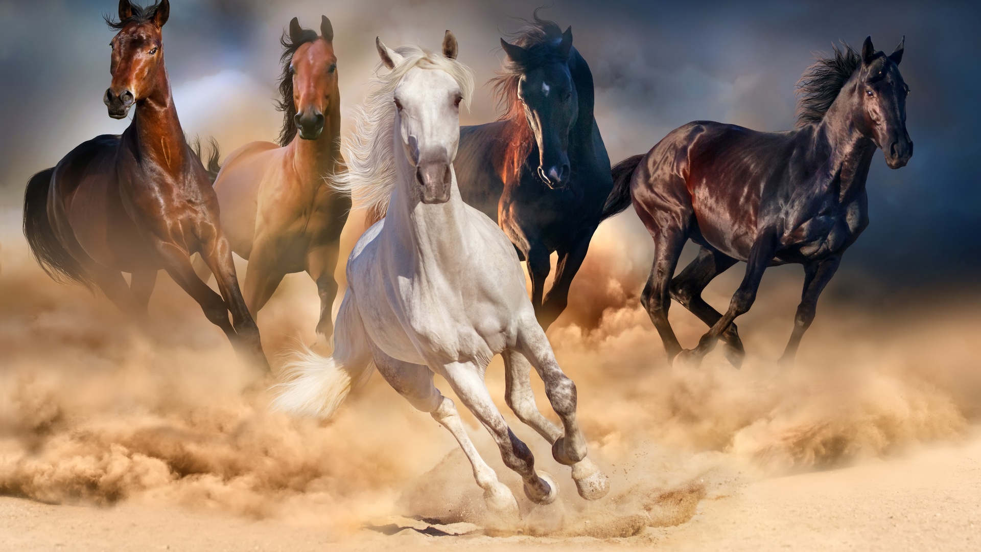 八匹马的名画,八匹马简笔画,八匹马_大山谷图库