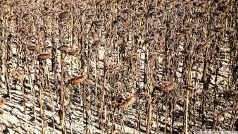 点击鼠标右键即可保存