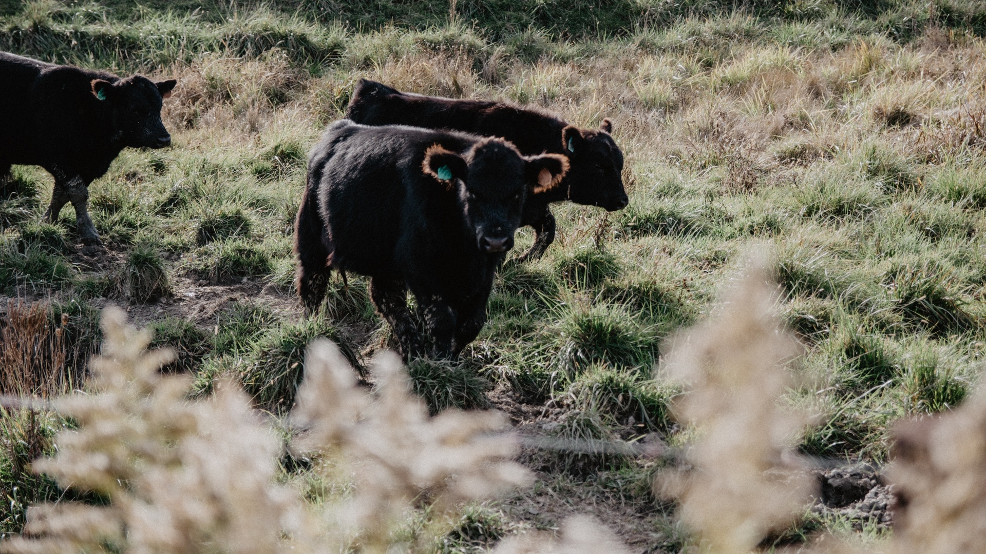 3840x2160体积:135kb上传时间:2021-10-25壁纸标签:牛壁纸【177】是由