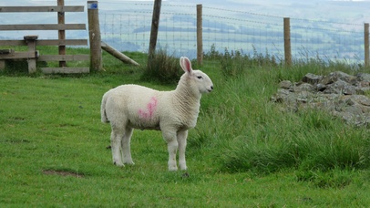 动物桌面壁纸图片 动物壁纸下载 元气壁纸第335页