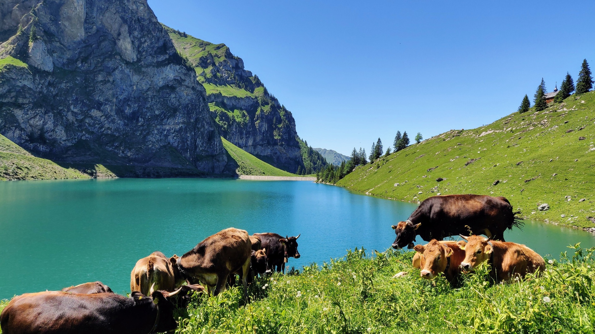 牛壁纸 65 牛壁纸图片 桌面壁纸图片 壁纸下载 元气壁纸