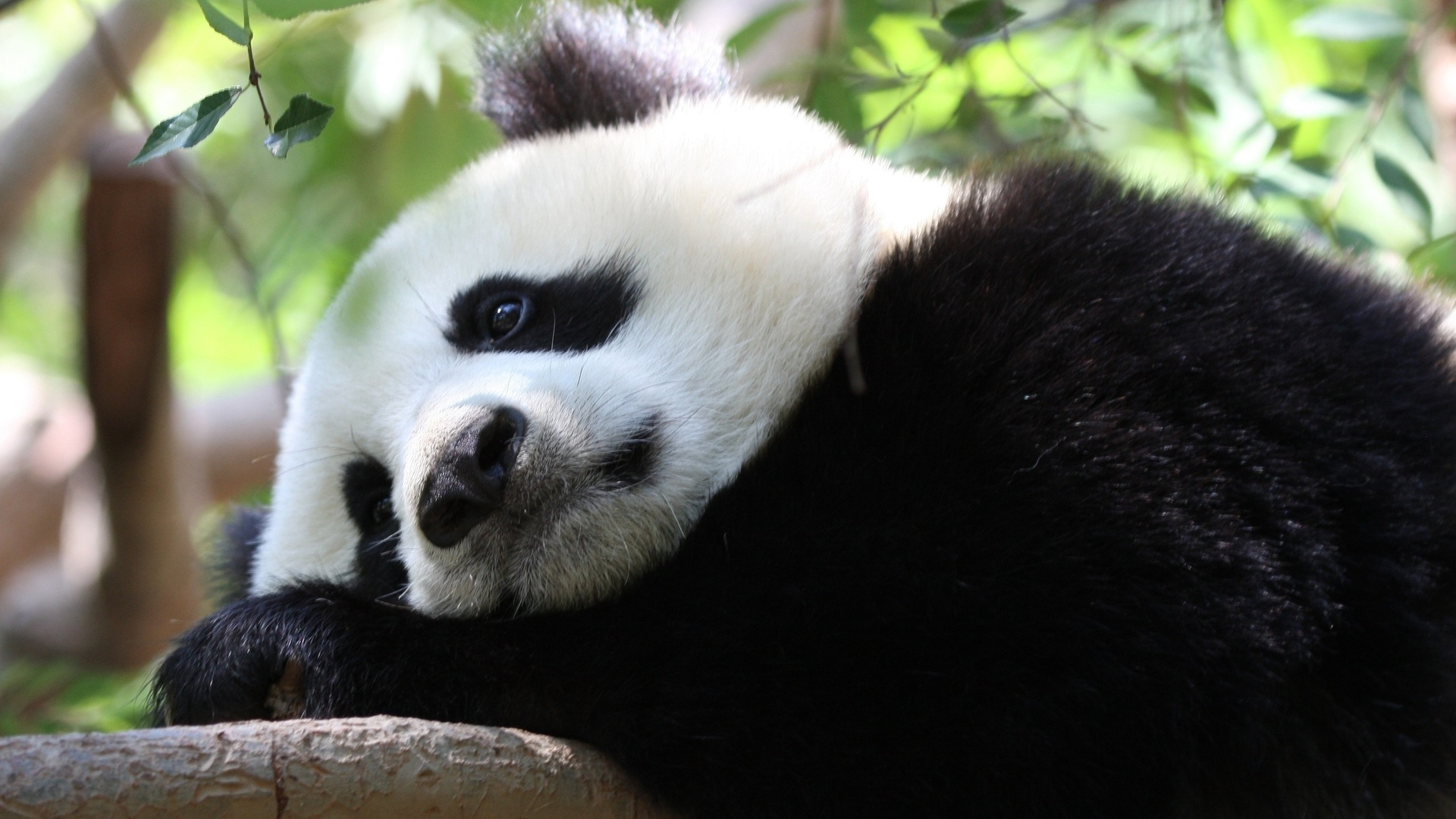 可爱国宝大熊猫图片