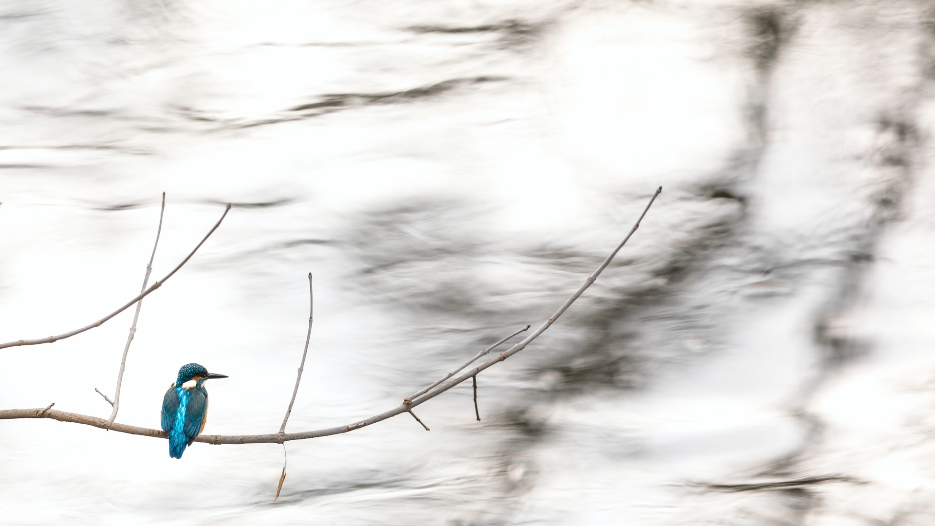 鸟壁纸 215 鸟壁纸图片 桌面壁纸图片 壁纸下载 元气壁纸