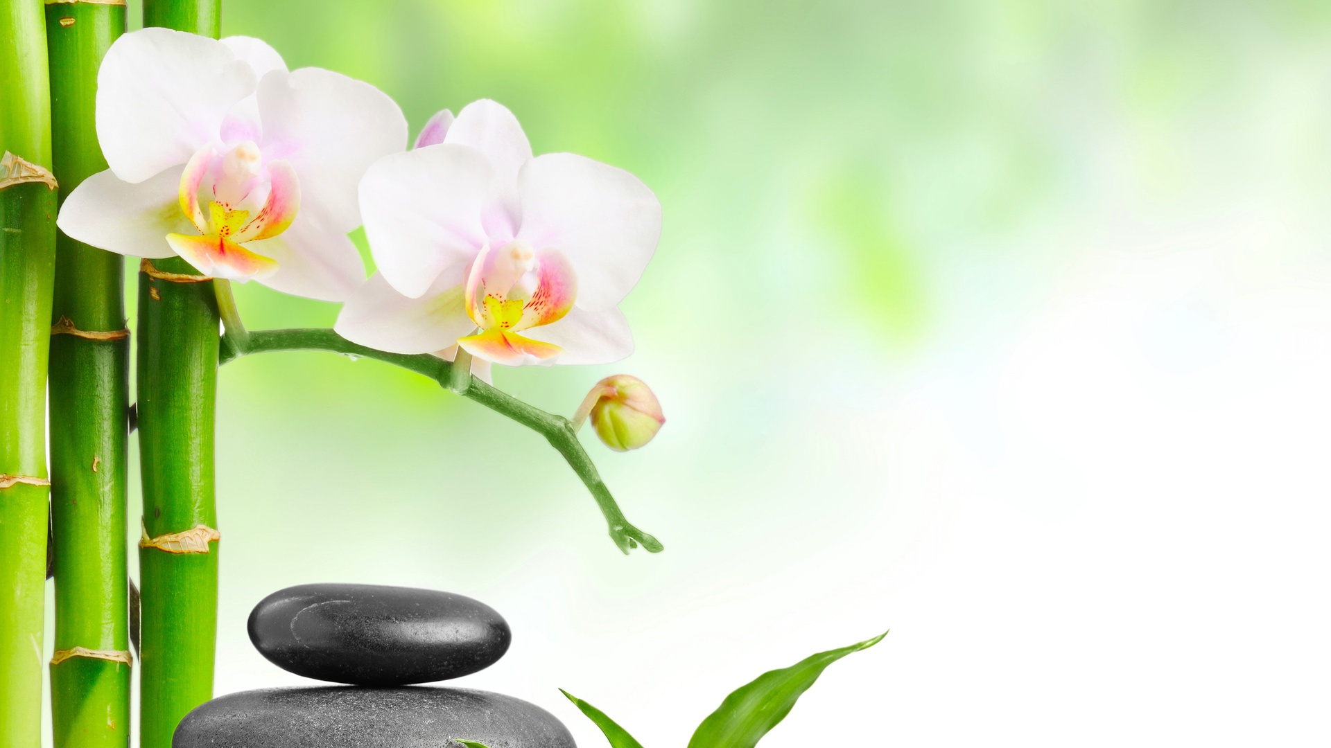 叶 墙纸 温泉岩 竹 兰花 4K壁纸壁纸叶壁纸图片_桌面壁纸图片_壁纸下载-元气壁纸